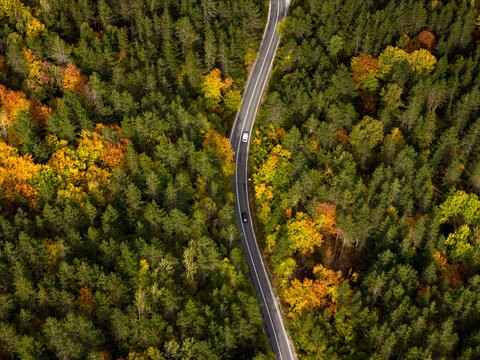 Winding Road Through Vibrant Autumn Forest Canopy