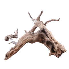 Close-up of a weathered tree branch with intricate twigs and organic texture on transparent background