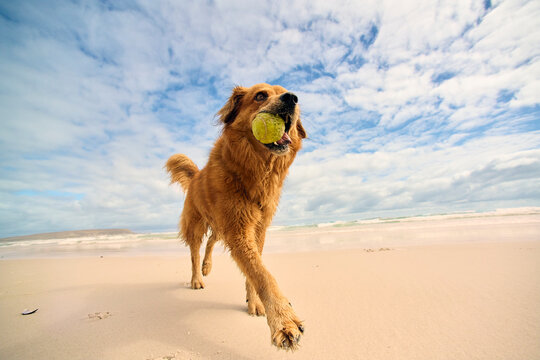 mixed breed dog with ball at beach