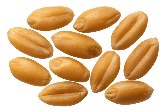 Wheat grain kernels flying, golden seeds for agriculture, flour, and healthy food with transparent background