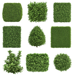 Perfectly shaped green shrub bush foliage topiary hedge isolated natural garden landscaping decorative lush