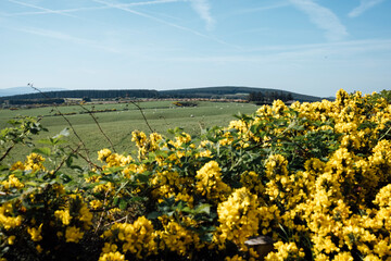 Irish Hillside with Gorse Flowers