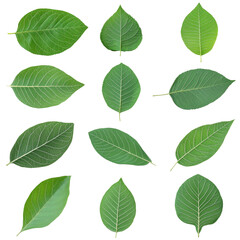 Fototapeta premium Green leaf set isolated on transparency background natural foliage botanical collection fresh organic nature plant calm peaceful
