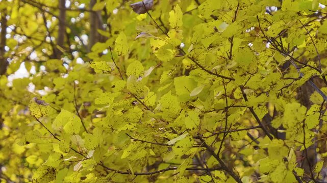 Close up footage of vibrant yellow autumn leaves on trees at Rock Kalim Uscan in the South Ural mountains of Russia. The golden foliage captures the essence of the fall season in a natural, serene lan