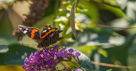 Red admiral butterfly on purple wildflower