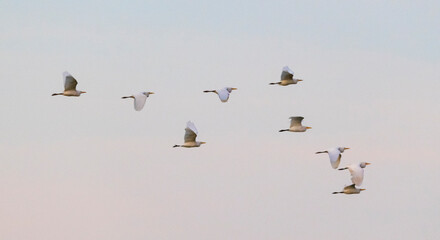 Group of Seagulls in Flight at Dusk - Flight Beneath a Cyan and Rose Horizon