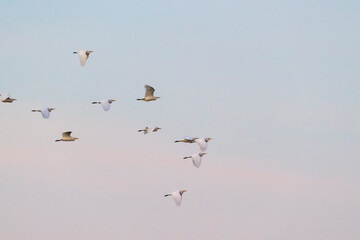 Sunset Symphony of Seagulls - Graceful Flight in a Pastel Sky