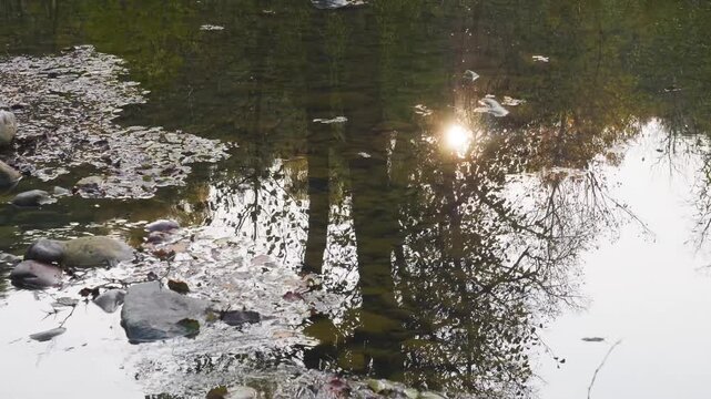 Serene footage capturing the beautiful reflections of trees and the setting sun on the calm waters of the Sikasya River in the South Ural region of Russia. The tranquil scene showcases the natural bea