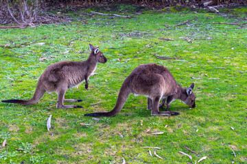 Two Kangaroo Island kangaroo (Macropus fuliginosus fuliginosus) is seen in Kangaroo Island, South Australia. © JHVEPhoto