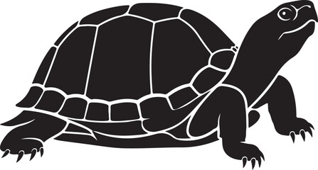 turtle on a white background