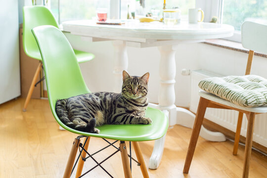 Bengal cat lying on a chair in the kitchen