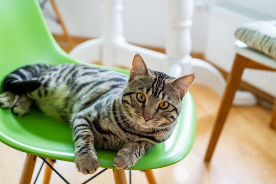 Bengal cat lying on a chair in the kitchen