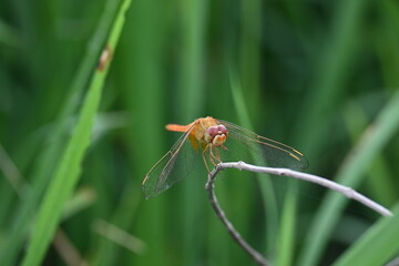 Scarlet skimmer dragonfly. Its common names ruddy marsh skimmer and Crocothemis servilia. This is a species of dragonfly of the family Libellulidae, native to east and southeast Asia. 