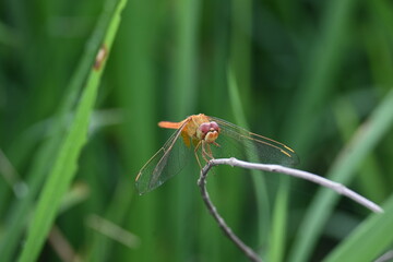 Scarlet skimmer dragonfly. Its common names ruddy marsh skimmer and Crocothemis servilia. This is a species of dragonfly of the family Libellulidae, native to east and southeast Asia. 
