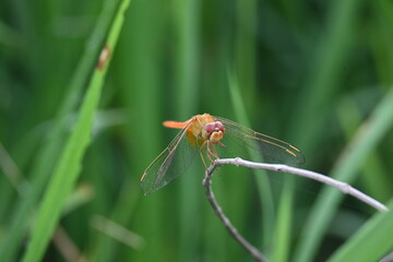 Scarlet skimmer dragonfly. Its common names ruddy marsh skimmer and Crocothemis servilia. This is a species of dragonfly of the family Libellulidae, native to east and southeast Asia. 