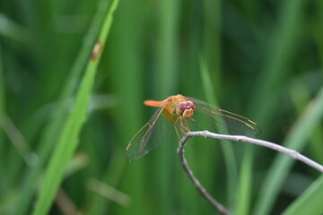 Scarlet skimmer dragonfly. Its common names ruddy marsh skimmer and Crocothemis servilia. This is a species of dragonfly of the family Libellulidae, native to east and southeast Asia. 