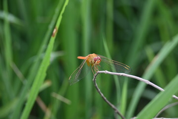 Scarlet skimmer dragonfly. Its common names ruddy marsh skimmer and Crocothemis servilia. This is a species of dragonfly of the family Libellulidae, native to east and southeast Asia. 