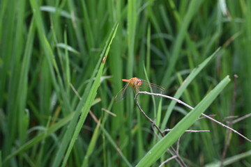 Scarlet skimmer dragonfly. Its common names ruddy marsh skimmer and Crocothemis servilia. This is a species of dragonfly of the family Libellulidae, native to east and southeast Asia. 