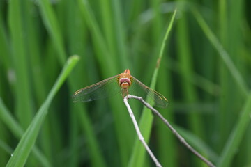 Scarlet skimmer dragonfly. Its common names ruddy marsh skimmer and Crocothemis servilia. This is a species of dragonfly of the family Libellulidae, native to east and southeast Asia. 