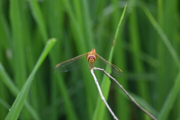 Scarlet skimmer dragonfly. Its common names ruddy marsh skimmer and Crocothemis servilia. This is a species of dragonfly of the family Libellulidae, native to east and southeast Asia. 