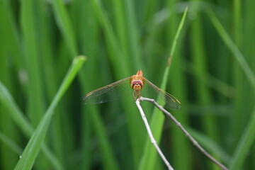 Scarlet skimmer dragonfly. Its common names ruddy marsh skimmer and Crocothemis servilia. This is a species of dragonfly of the family Libellulidae, native to east and southeast Asia. 