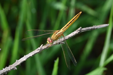 Scarlet skimmer dragonfly. Its common names ruddy marsh skimmer and Crocothemis servilia. This is a species of dragonfly of the family Libellulidae, native to east and southeast Asia. 
