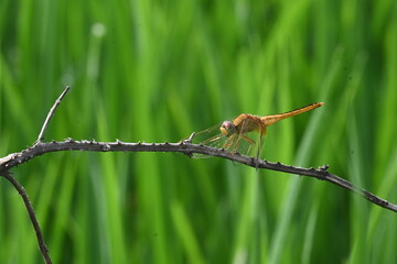 Scarlet skimmer dragonfly. Its common names ruddy marsh skimmer and Crocothemis servilia. This is a species of dragonfly of the family Libellulidae, native to east and southeast Asia. 