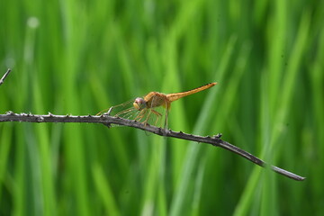 Scarlet skimmer dragonfly. Its common names ruddy marsh skimmer and Crocothemis servilia. This is a species of dragonfly of the family Libellulidae, native to east and southeast Asia. 