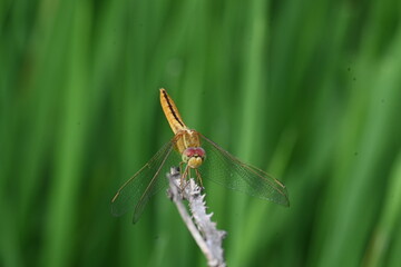 Scarlet skimmer dragonfly. Its common names ruddy marsh skimmer and Crocothemis servilia. This is a species of dragonfly of the family Libellulidae, native to east and southeast Asia. 