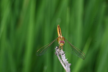 Scarlet skimmer dragonfly. Its common names ruddy marsh skimmer and Crocothemis servilia. This is a species of dragonfly of the family Libellulidae, native to east and southeast Asia. 