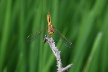 Scarlet skimmer dragonfly. Its common names ruddy marsh skimmer and Crocothemis servilia. This is a species of dragonfly of the family Libellulidae, native to east and southeast Asia. 