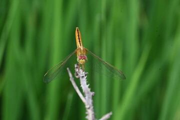 Scarlet skimmer dragonfly. Its common names ruddy marsh skimmer and Crocothemis servilia. This is a species of dragonfly of the family Libellulidae, native to east and southeast Asia. 