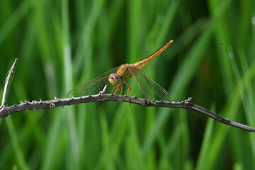 Scarlet skimmer dragonfly. Its common names ruddy marsh skimmer and Crocothemis servilia. This is a species of dragonfly of the family Libellulidae, native to east and southeast Asia. 