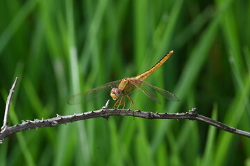 Scarlet skimmer dragonfly. Its common names ruddy marsh skimmer and Crocothemis servilia. This is a species of dragonfly of the family Libellulidae, native to east and southeast Asia. 