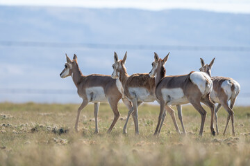 Group of Antilocapra in the field