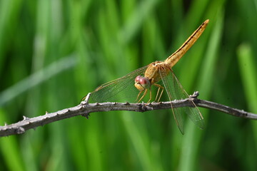 Scarlet skimmer dragonfly. Its common names ruddy marsh skimmer and Crocothemis servilia. This is a species of dragonfly of the family Libellulidae, native to east and southeast Asia. 