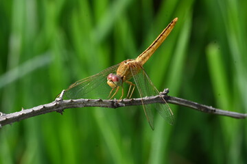 Scarlet skimmer dragonfly. Its common names ruddy marsh skimmer and Crocothemis servilia. This is a species of dragonfly of the family Libellulidae, native to east and southeast Asia. 
