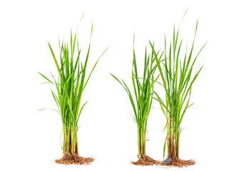 Set natural green rice plant or grass with roots, green rice leaves and dry yellow leaves isolated on white background.
