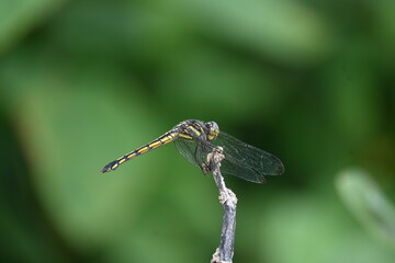 Scarlet skimmer dragonfly. Its common names ruddy marsh skimmer and Crocothemis servilia. This is a species of dragonfly of the family Libellulidae, native to east and southeast Asia. 