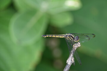 Scarlet skimmer dragonfly. Its common names ruddy marsh skimmer and Crocothemis servilia. This is a species of dragonfly of the family Libellulidae, native to east and southeast Asia. 