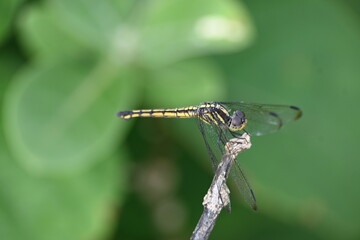Scarlet skimmer dragonfly. Its common names ruddy marsh skimmer and Crocothemis servilia. This is a species of dragonfly of the family Libellulidae, native to east and southeast Asia. 