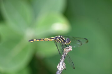 Scarlet skimmer dragonfly. Its common names ruddy marsh skimmer and Crocothemis servilia. This is a species of dragonfly of the family Libellulidae, native to east and southeast Asia. 