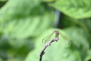 Scarlet skimmer dragonfly. Its common names ruddy marsh skimmer and Crocothemis servilia. This is a species of dragonfly of the family Libellulidae, native to east and southeast Asia. 