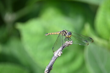 Scarlet skimmer dragonfly. Its common names ruddy marsh skimmer and Crocothemis servilia. This is a species of dragonfly of the family Libellulidae, native to east and southeast Asia. 