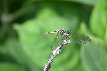 Scarlet skimmer dragonfly. Its common names ruddy marsh skimmer and Crocothemis servilia. This is a species of dragonfly of the family Libellulidae, native to east and southeast Asia. 
