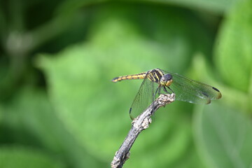 Scarlet skimmer dragonfly. Its common names ruddy marsh skimmer and Crocothemis servilia. This is a species of dragonfly of the family Libellulidae, native to east and southeast Asia. 