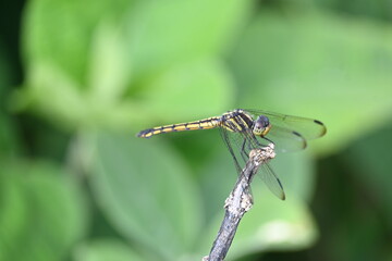 Scarlet skimmer dragonfly. Its common names ruddy marsh skimmer and Crocothemis servilia. This is a species of dragonfly of the family Libellulidae, native to east and southeast Asia. 
