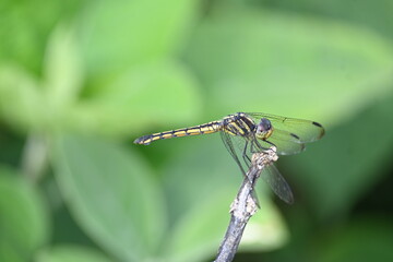 Scarlet skimmer dragonfly. Its common names ruddy marsh skimmer and Crocothemis servilia. This is a species of dragonfly of the family Libellulidae, native to east and southeast Asia. 
