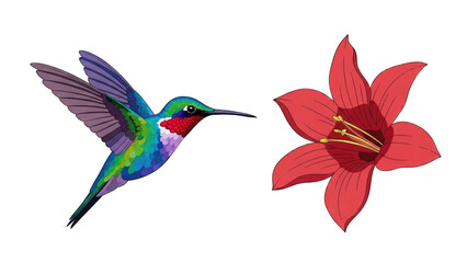 Colorful hummingbird approaching vibrant red flower
