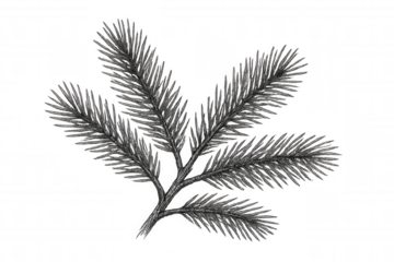 Pine tree branch drawing with needles in black and white sketch style on transparent background
